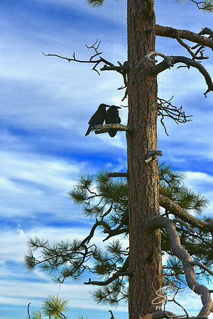Pine tree, Bryce Canyon, UT
