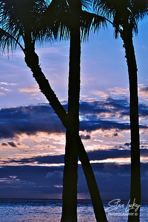 Palms, Maui, HI