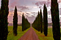 Italian Cypress, Tuscany, Italy