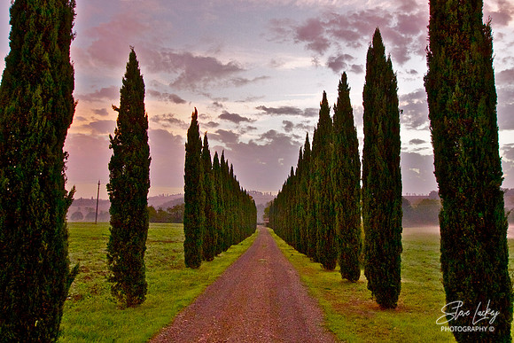 Italian Cypress, Tuscany, Italy