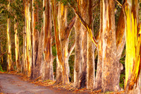 Eucalyptus grove, Muir Beach, CA