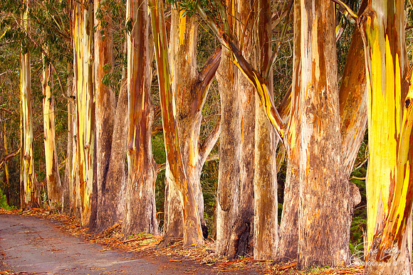 Eucalyptus grove, Muir Beach, CA