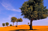 Prosopis cineraria, Sharjah Desert, United Arab Emirates