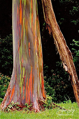 Painted bark eucalyptus, Maui, HI