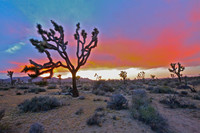 Joshua tree, NM