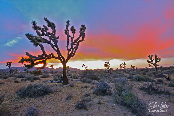 Joshua tree, NM