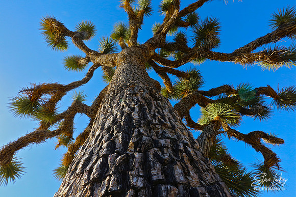 Joshua tree, CA