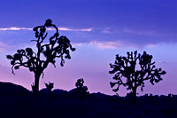Joshua tree, CA