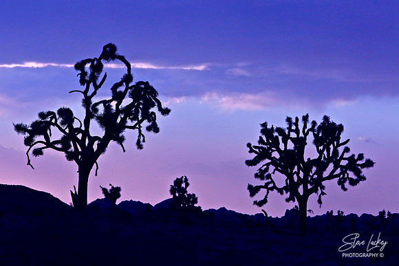 Joshua tree, CA