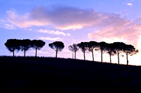 Stone pine, Tuscany, Italy
