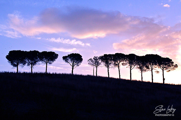 Stone pine, Tuscany, Italy
