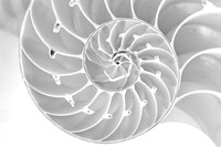Nautilis Shell
