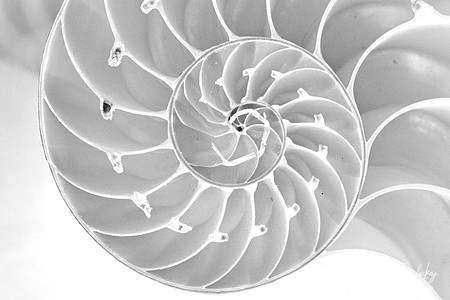 Nautilis Shell