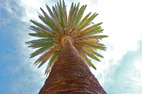Palm, Laguna Beach, CA