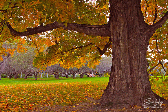 Maple, Londonderry, NH