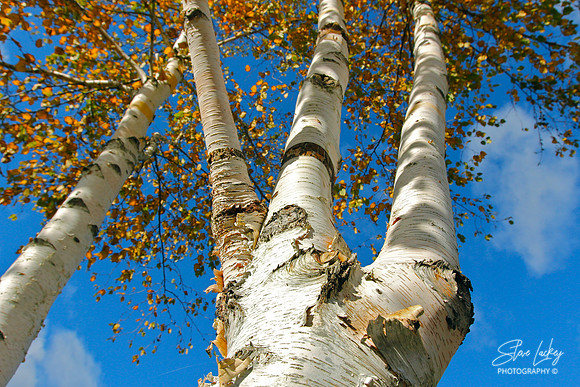 White birch, Stockbridge, MA