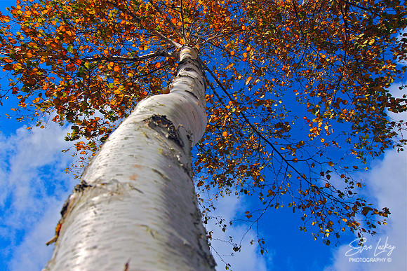 White birch, Olivia's Overlook, Stockbridge, MA