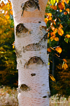White birch, Pittsfield, MA