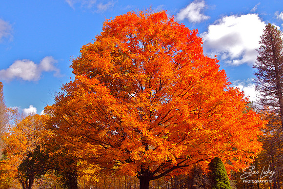Sugar maple, Beckett, MA