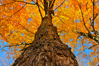 Maple tree, Beckett, MA