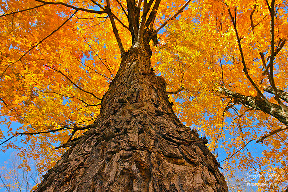 Maple tree, Beckett, MA