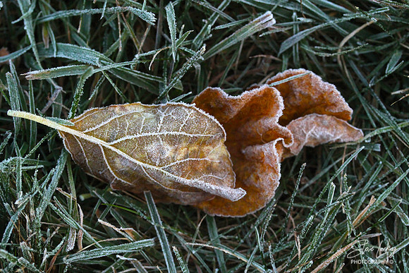 Frosted leaves, Lenox, MA