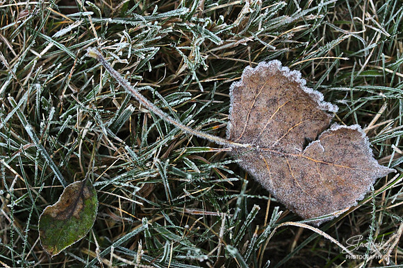 Frosted leaves, Lenox, MA