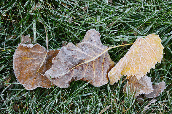 Frosted leaves, Lenox, MA