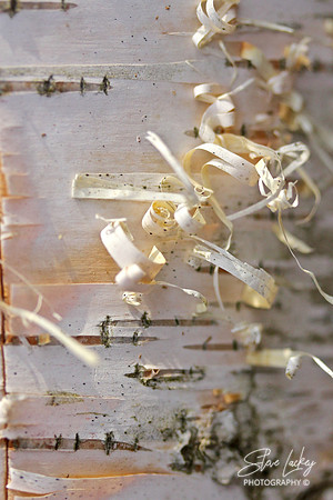 White birch detail, Lake Minnewaska, NY