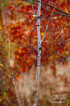 White birch, Lake Minnewaska, NY