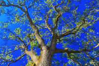 Oak, Silverado Trail, CA