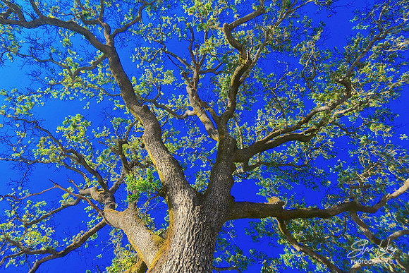 Oak, Silverado Trail, CA