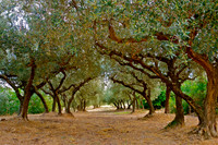 Olive tree grove, Les Baux de Provence, France