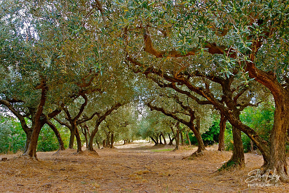 Olive tree grove, Les Baux de Provence, France
