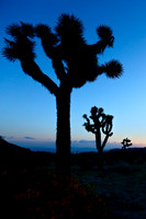 Joshua tree, CA