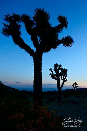 Joshua tree, CA