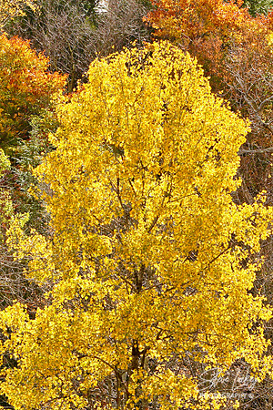 Sugar maple, Beckett, MA