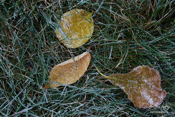 Frosted leaves, Lenox, MA
