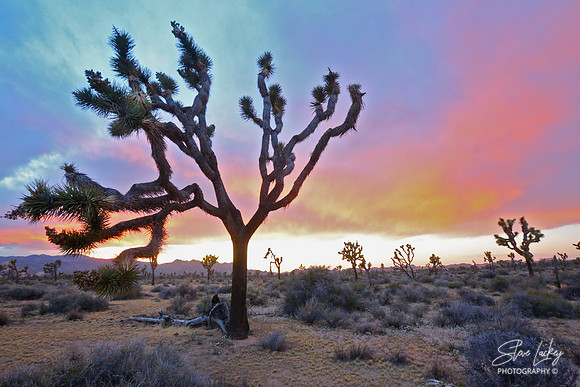 Joshua Tree National Park, CA