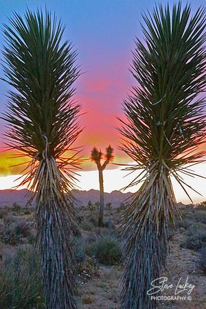 Joshua Tree National Park, CA