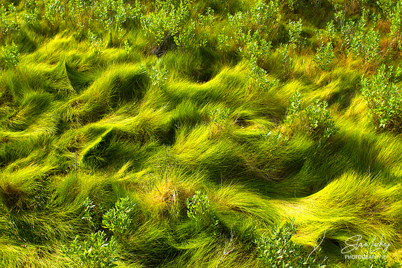 Life of the Marsh Trail, Assateague Island, MD