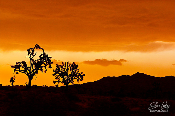 Joshua Tree National Park, CA