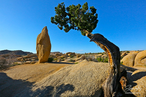 Joshua Tree National Park, CA