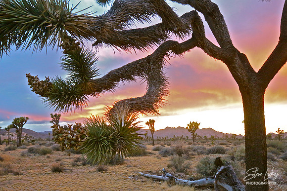 Joshua Tree National Park, CA