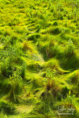 Life of the Marsh Trail, Assateague Island, MD