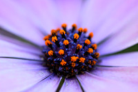 Garden Cosmos