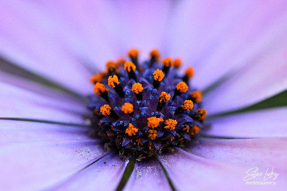 Garden Cosmos