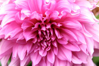 Garden Dahlia