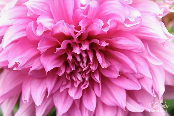 Garden Dahlia