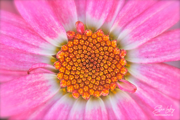 Pink Daisy